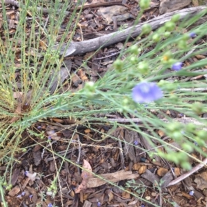 Linum marginale at Molonglo Valley, ACT - 5 Nov 2015