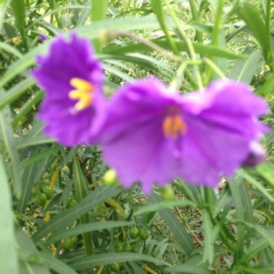 Solanum linearifolium (Kangaroo Apple) at Sth Tablelands Ecosystem Park - 5 Nov 2015 by GeoffRobertson