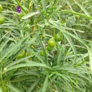 Solanum linearifolium at Molonglo Valley, ACT - 5 Nov 2015