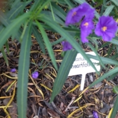 Solanum linearifolium at Molonglo Valley, ACT - 5 Nov 2015 11:28 PM