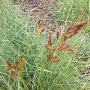 Sorghum leiocladum at Molonglo Valley, ACT - 5 Nov 2015 11:31 PM