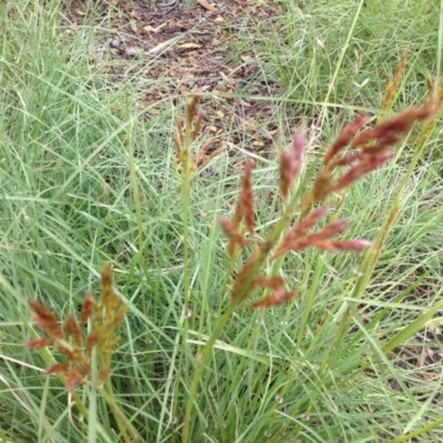 Sorghum leiocladum (Wild Sorghum) at Sth Tablelands Ecosystem Park - 5 Nov 2015 by GeoffRobertson