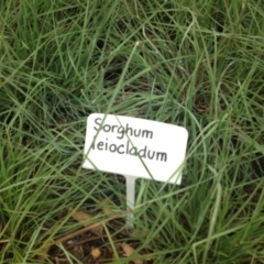 Sorghum leiocladum at Molonglo Valley, ACT - 5 Nov 2015