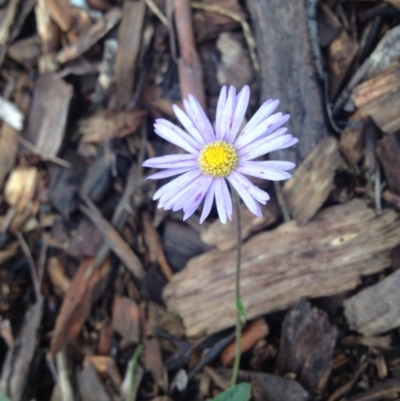 Brachyscome spathulata (Coarse Daisy, Spoon-leaved Daisy) at Sth Tablelands Ecosystem Park - 5 Nov 2015 by GeoffRobertson