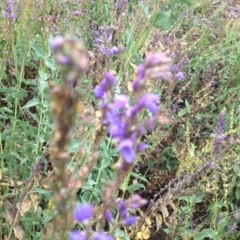 Veronica perfoliata (Digger's Speedwell) at Sth Tablelands Ecosystem Park - 5 Nov 2015 by GeoffRobertson