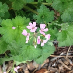 Pelargonium australe (Austral Stork's-bill) at Sth Tablelands Ecosystem Park - 5 Nov 2015 by GeoffRobertson