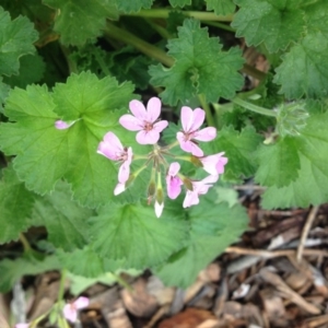 Pelargonium australe at Molonglo Valley, ACT - 5 Nov 2015