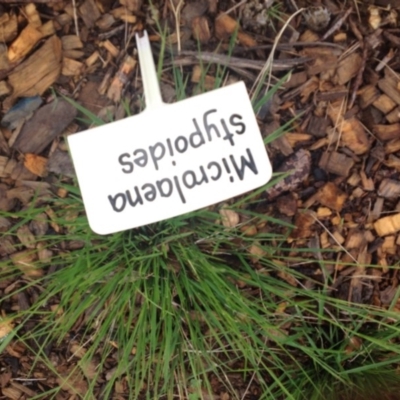 Microlaena stipoides (Weeping Grass) at Sth Tablelands Ecosystem Park - 5 Nov 2015 by GeoffRobertson