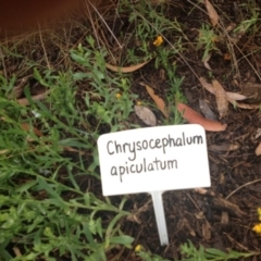 Chrysocephalum apiculatum at Molonglo Valley, ACT - 5 Nov 2015