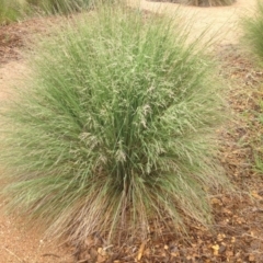 Poa labillardierei (Common Tussock Grass, River Tussock Grass) at Molonglo Valley, ACT - 6 Nov 2015 by GeoffRobertson