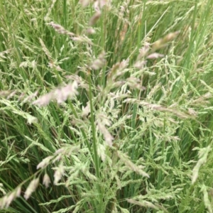 Poa labillardierei at Molonglo Valley, ACT - 6 Nov 2015