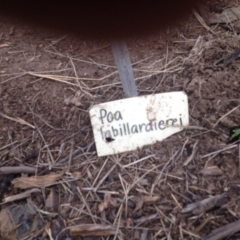 Poa labillardierei at Molonglo Valley, ACT - 6 Nov 2015 12:01 AM