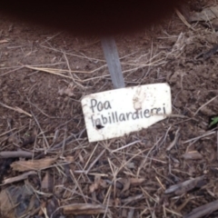 Poa labillardierei at Molonglo Valley, ACT - 6 Nov 2015