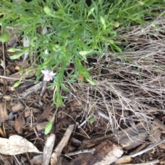 Vittadinia muelleri (Narrow-leafed New Holland Daisy) at Molonglo Valley, ACT - 6 Nov 2015 by GeoffRobertson