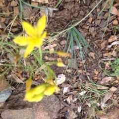 Bulbine bulbosa (Golden Lily) at Molonglo Valley, ACT - 5 Nov 2015 by GeoffRobertson