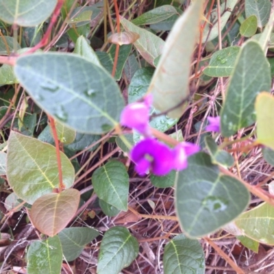 Hardenbergia violacea (False Sarsaparilla) at Molonglo Valley, ACT - 6 Nov 2015 by GeoffRobertson