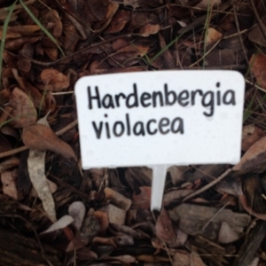 Hardenbergia violacea at Molonglo Valley, ACT - 6 Nov 2015