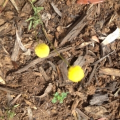 Craspedia variabilis (Common Billy Buttons) at Sth Tablelands Ecosystem Park - 5 Nov 2015 by GeoffRobertson