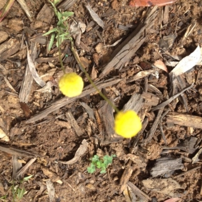 Craspedia variabilis (Common Billy Buttons) at Molonglo Valley, ACT - 6 Nov 2015 by GeoffRobertson