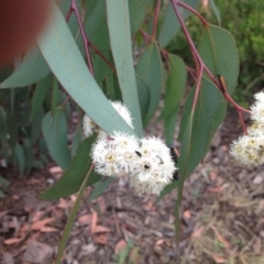 Eucalyptus rossii (Inland Scribbly Gum) at Molonglo Valley, ACT - 6 Nov 2015 by GeoffRobertson