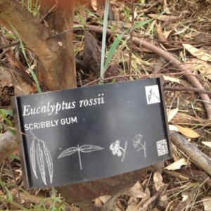 Eucalyptus rossii at Molonglo Valley, ACT - 6 Nov 2015