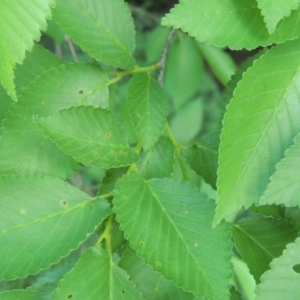 Ulmus procera at Tharwa, ACT - 2 Nov 2015