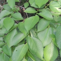 Ulmus procera at Tharwa, ACT - 2 Nov 2015