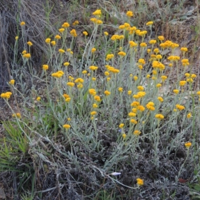 Chrysocephalum apiculatum (Common Everlasting) at Paddys River, ACT - 2 Nov 2015 by michaelb