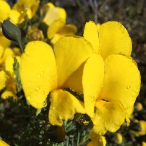 Gompholobium huegelii at Googong, NSW - 6 Nov 2015