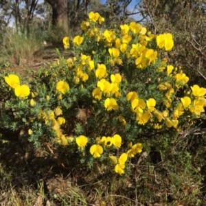 Gompholobium huegelii at Googong, NSW - 6 Nov 2015