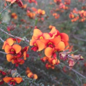 Dillwynia sericea at Fadden, ACT - 2 Nov 2015 03:09 PM