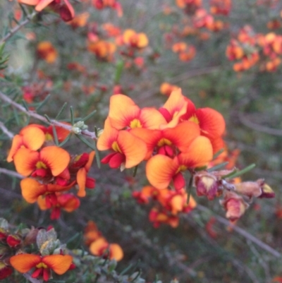 Dillwynia sericea (Egg And Bacon Peas) at Wanniassa Hill - 2 Nov 2015 by eCalaby