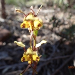 Diuris semilunulata (Late Leopard Orchid) at Bruce, ACT - 13 Oct 2015 by jhr