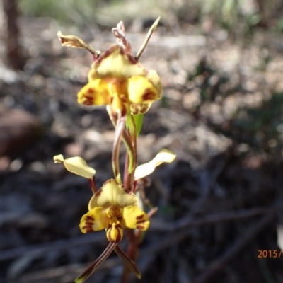 Diuris semilunulata (Late Leopard Orchid) at Point 5826 - 14 Oct 2015 by jhr