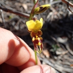 Diuris sulphurea (Tiger Orchid) at Bruce, ACT - 13 Oct 2015 by jhr