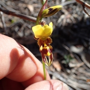 Diuris sulphurea at Point 5826 - 14 Oct 2015