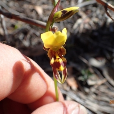 Diuris sulphurea (Tiger Orchid) at Bruce, ACT - 13 Oct 2015 by jhr