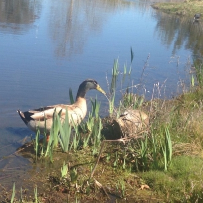 Anas platyrhynchos (Mallard (Domestic Type)) at Fadden, ACT - 2 Nov 2015 by eCalaby