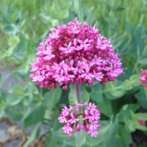 Centranthus ruber at Fadden, ACT - 2 Nov 2015 03:49 PM