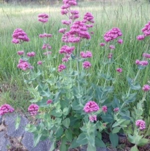 Centranthus ruber at Fadden, ACT - 2 Nov 2015 03:49 PM