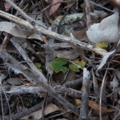 Acianthus collinus (Inland Mosquito Orchid) at Aranda Bushland - 14 Oct 2015 by CathB