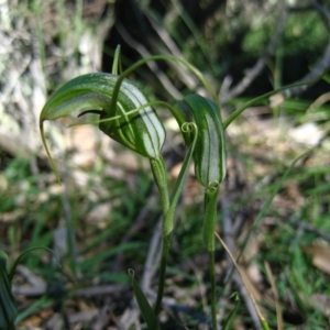 Diplodium laxum at Belconnen, ACT - suppressed