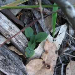 Diplodium laxum at Belconnen, ACT - suppressed