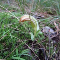 Diplodium truncatum (Little Dumpies, Brittle Greenhood) at Belconnen, ACT - 28 Mar 2012 by CathB