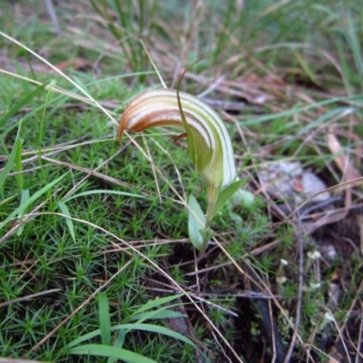 Diplodium truncatum (Little Dumpies, Brittle Greenhood) at Belconnen, ACT - 28 Mar 2012 by CathB