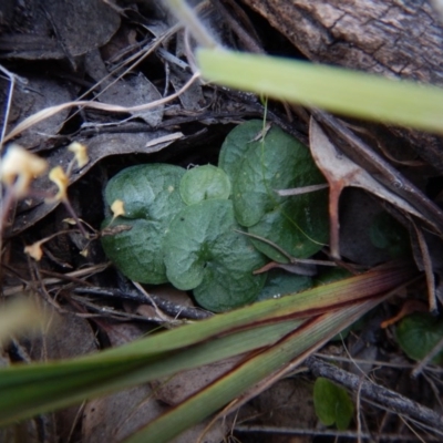 Corysanthes hispida (Bristly Helmet Orchid) at Aranda, ACT - 14 Oct 2015 by CathB