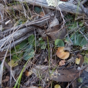 Corysanthes hispida at Point 4081 - suppressed