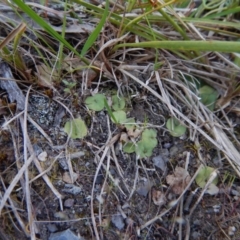 Cyrtostylis reniformis (Common Gnat Orchid) at Aranda, ACT - 14 Oct 2015 by CathB