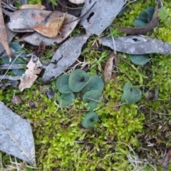 Cyrtostylis reniformis (Common Gnat Orchid) at Aranda Bushland - 8 Aug 2015 by CathB