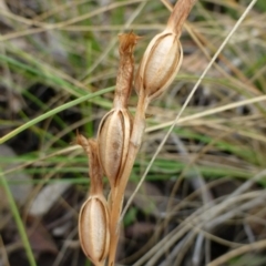 Bunochilus umbrinus (ACT) = Pterostylis umbrina (NSW) (Broad-sepaled Leafy Greenhood) by RWPurdie